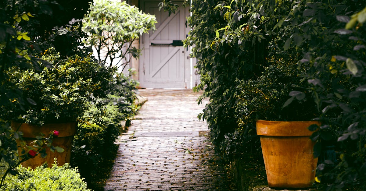 Dealing with Moss and Algae on Granite Cobblestone Pavers